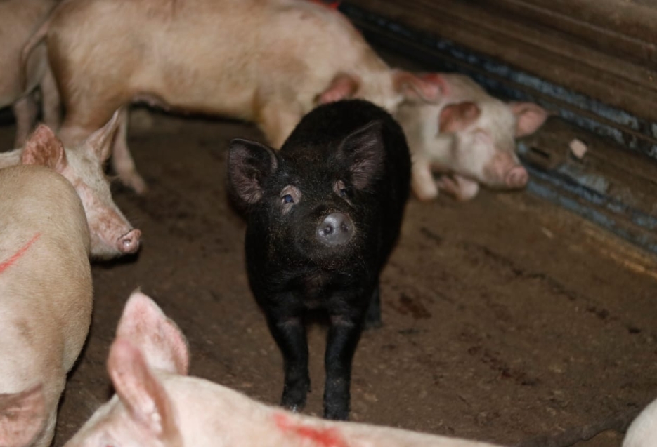 Госветслужба Забайкалья рекомендует отказаться от кормления животных непроваренными пищевыми отходами